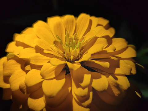 百日菊