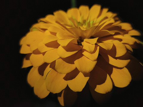 百日菊
