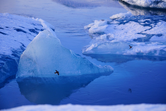 冰岛蓝冰