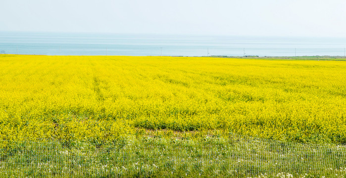 金色油菜花