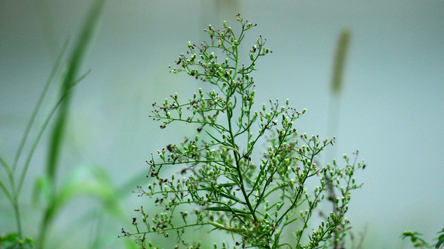 小蓬草