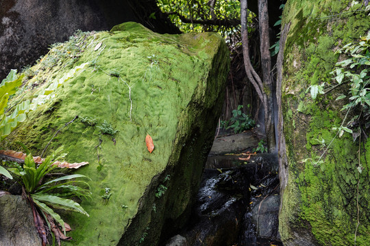 厦门植物园青苔石