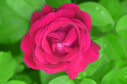 一朵红玫瑰花朵