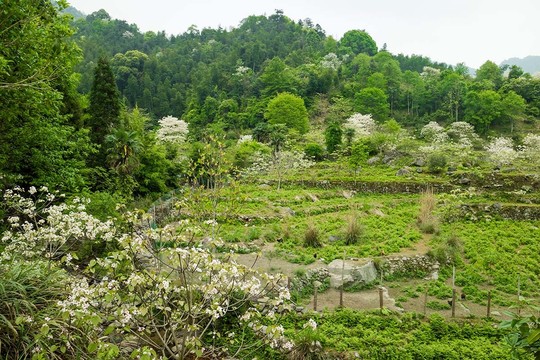 生态田园风光