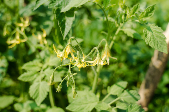 小蕃茄花枝