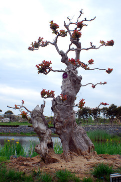 紫薇树桩