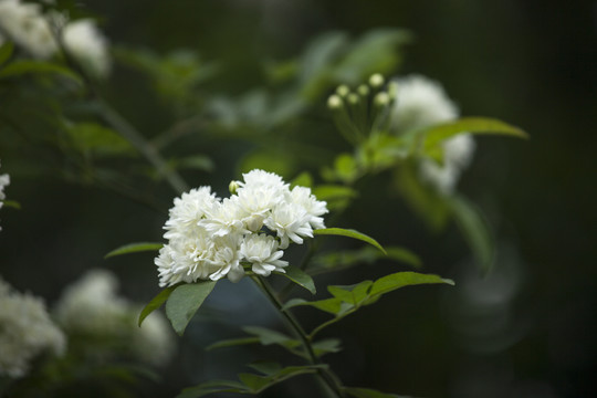 木香花