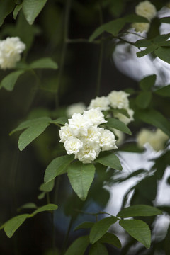 木香花松刺花