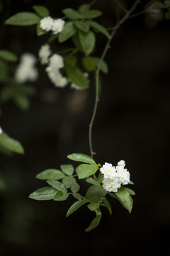 木香花松刺花