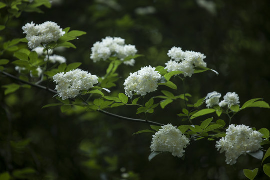 木香花松刺花