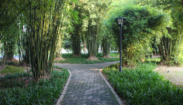 长沙橘子洲竹林