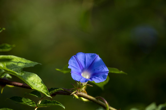 牵牛花