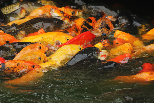 池塘里的一群五颜六色锦鲤鱼