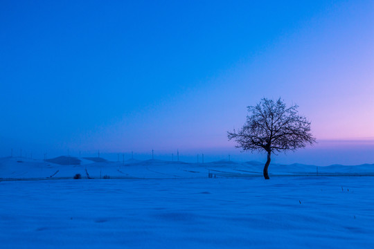 夜晚雪原一棵树