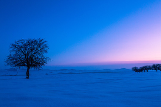 冬天一棵树傍晚雪原