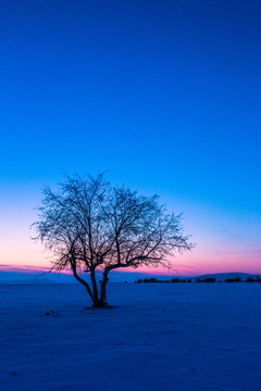 晚霞傍晚冬季雪原一棵树