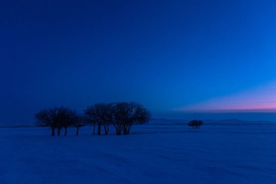冬季傍晚雪原树剪影