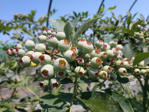 青涩小果子蓝莓