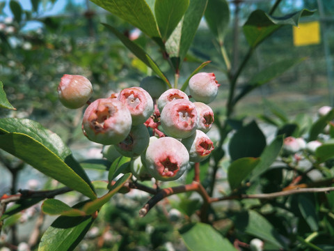 小果子蓝莓