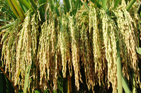 水稻稻穗