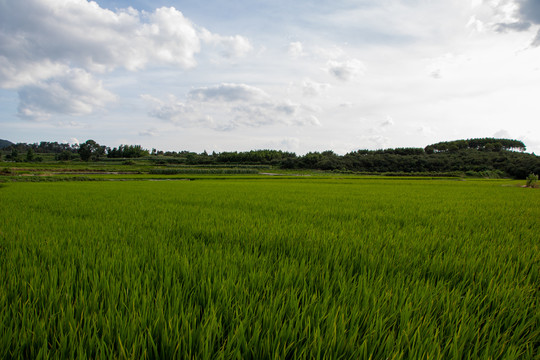 禾苗水稻