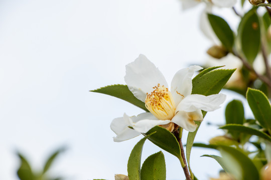 茶花树