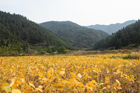 黄豆大山