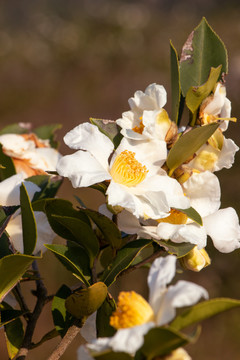 茶花树