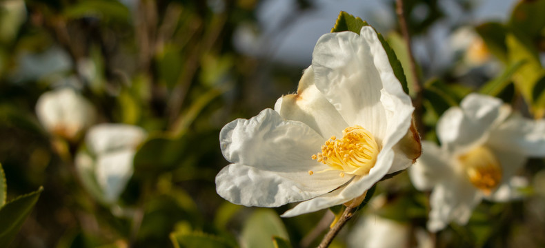 茶花树