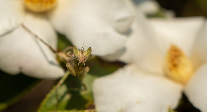 茶花树