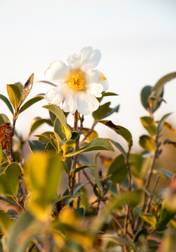 茶花树