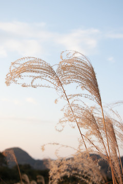 芦苇茅草天空