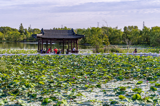 荷花盛开的长春北湖湿地公园景观