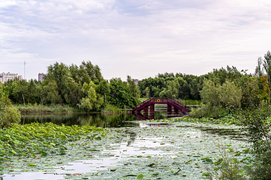 荷花盛开的长春北湖湿地公园景观