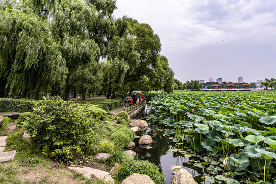 荷花盛开的中国长春南湖公园风景