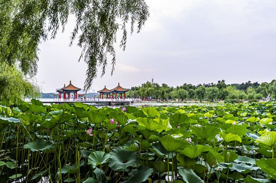 荷花盛开的中国长春南湖公园风景