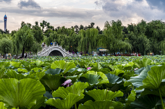 荷花盛开的中国长春南湖公园风景