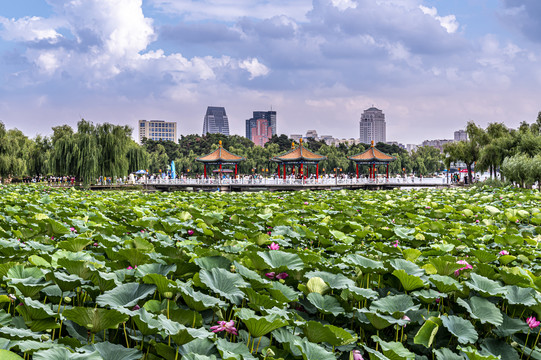 荷花盛开的中国长春南湖公园风景