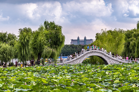 荷花盛开的中国长春南湖公园风景