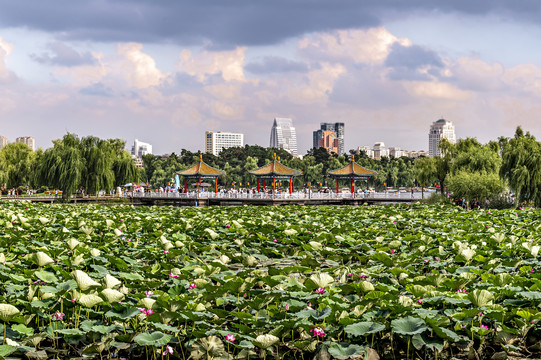 荷花盛开的中国长春南湖公园风景