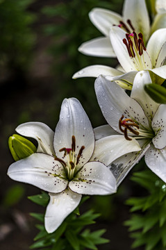 盛开的百合花