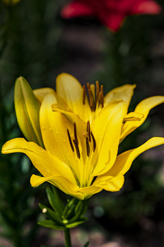 盛开的百合花