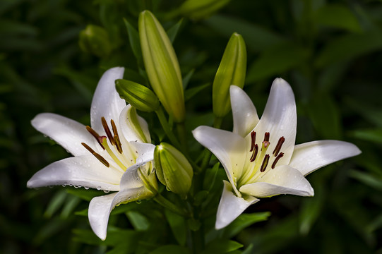 盛开的百合花