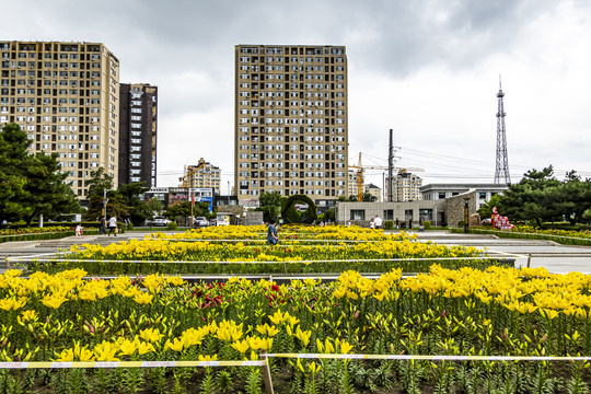 中国长春市长春公园盛开的百合花