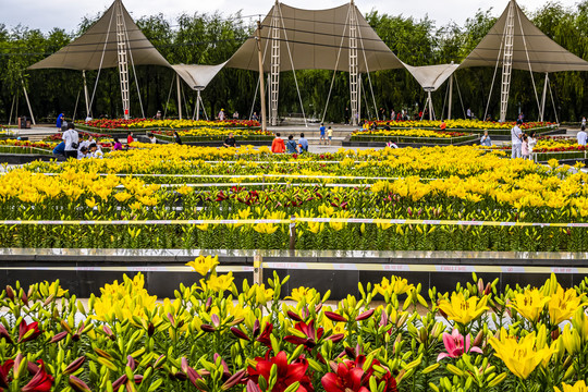 中国长春市长春公园盛开的百合花