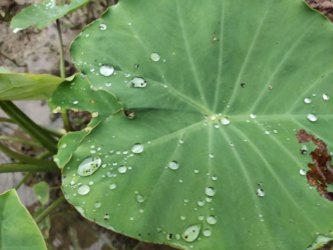 芋头叶与水珠