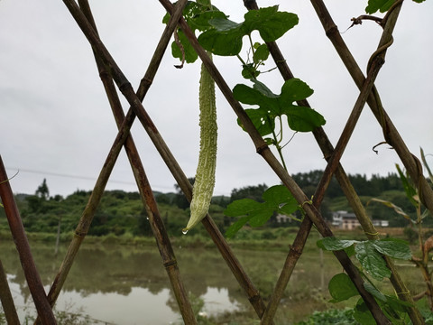 瓜果蔬菜