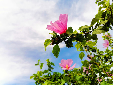 木槿花