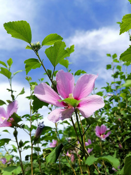 木槿花