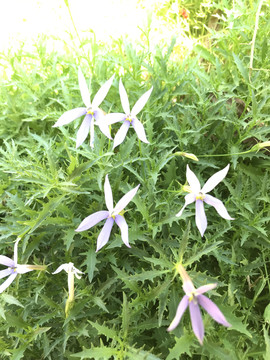 花花草草